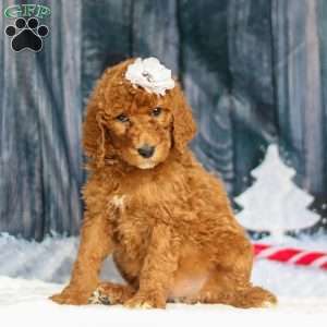 Stella, Standard Poodle Puppy